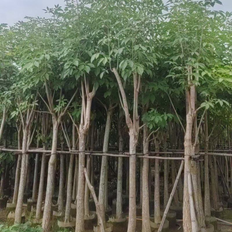 红花风铃木。