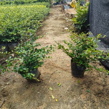 福建茶