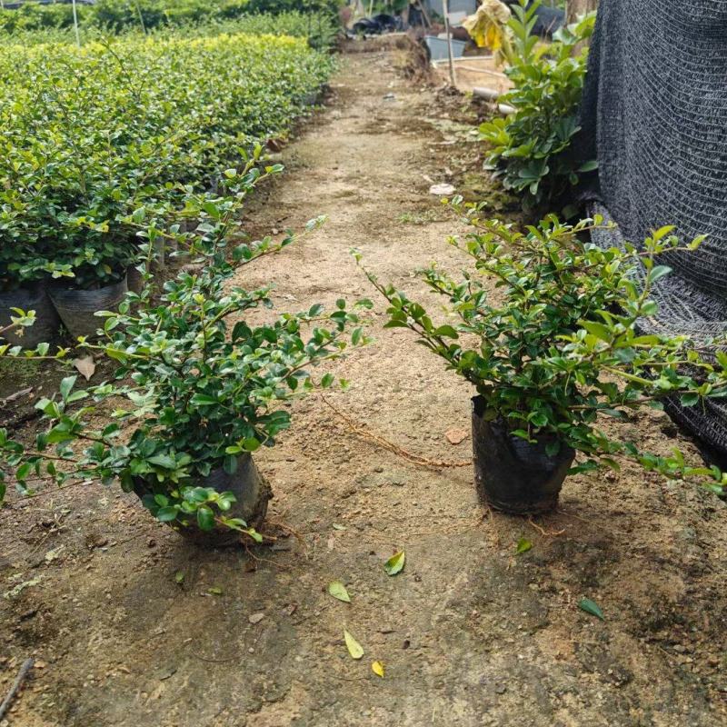 福建茶