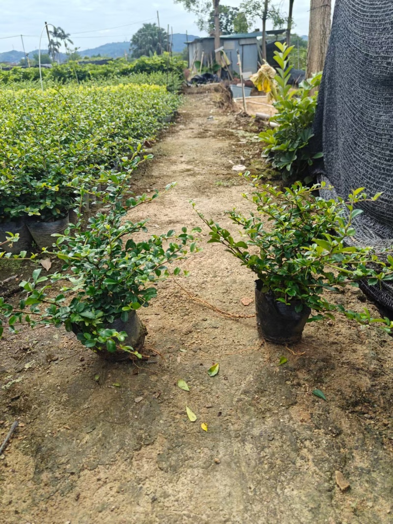福建茶