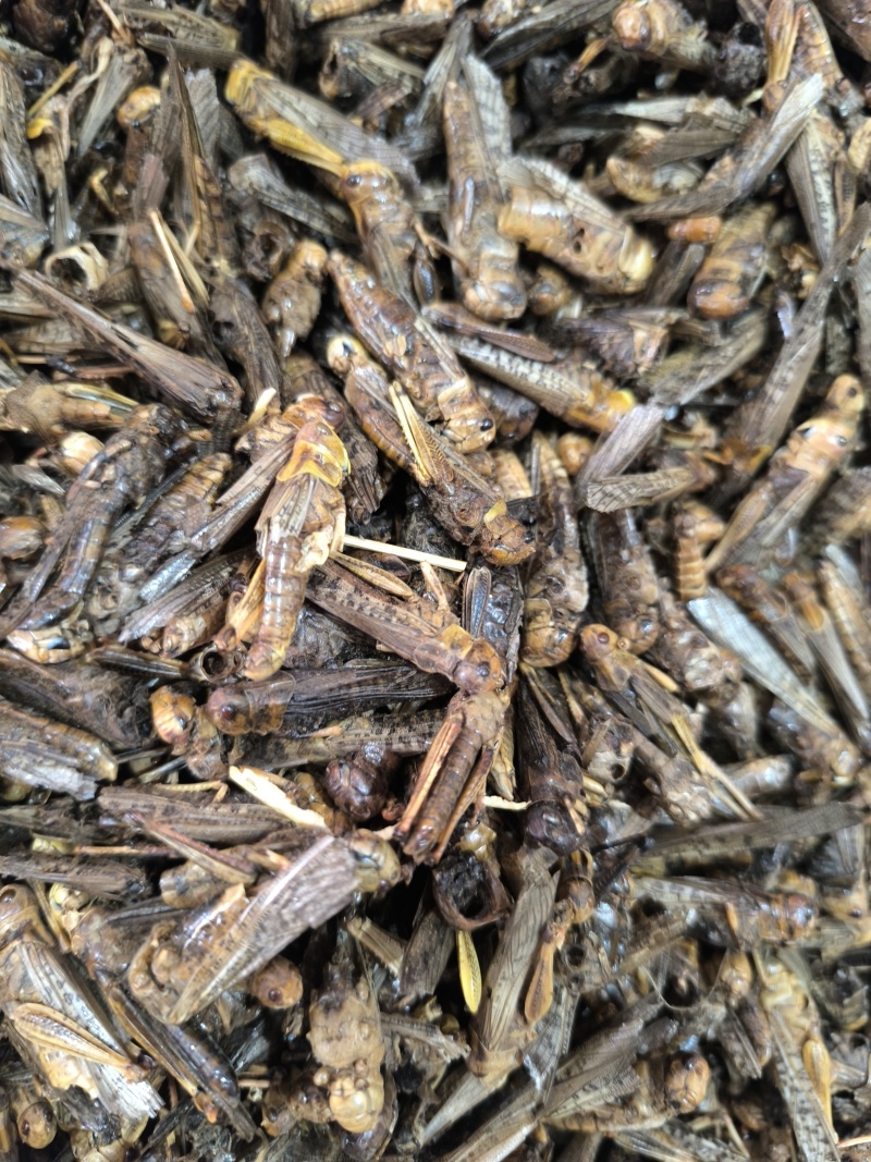 蚂蚱干中药材蝗虫蚱蜢飞蝗新货干净