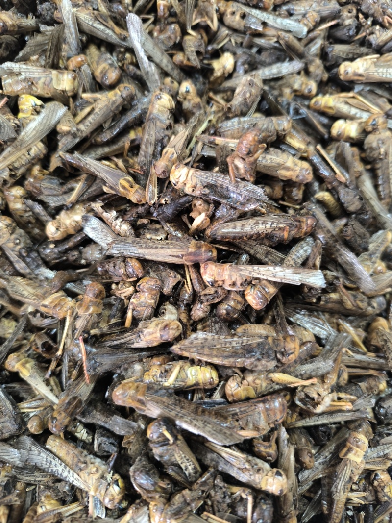 蚂蚱干中药材蝗虫蚱蜢飞蝗新货干净