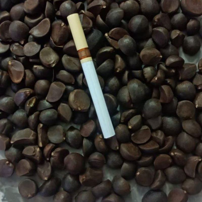 精品油茶籽
