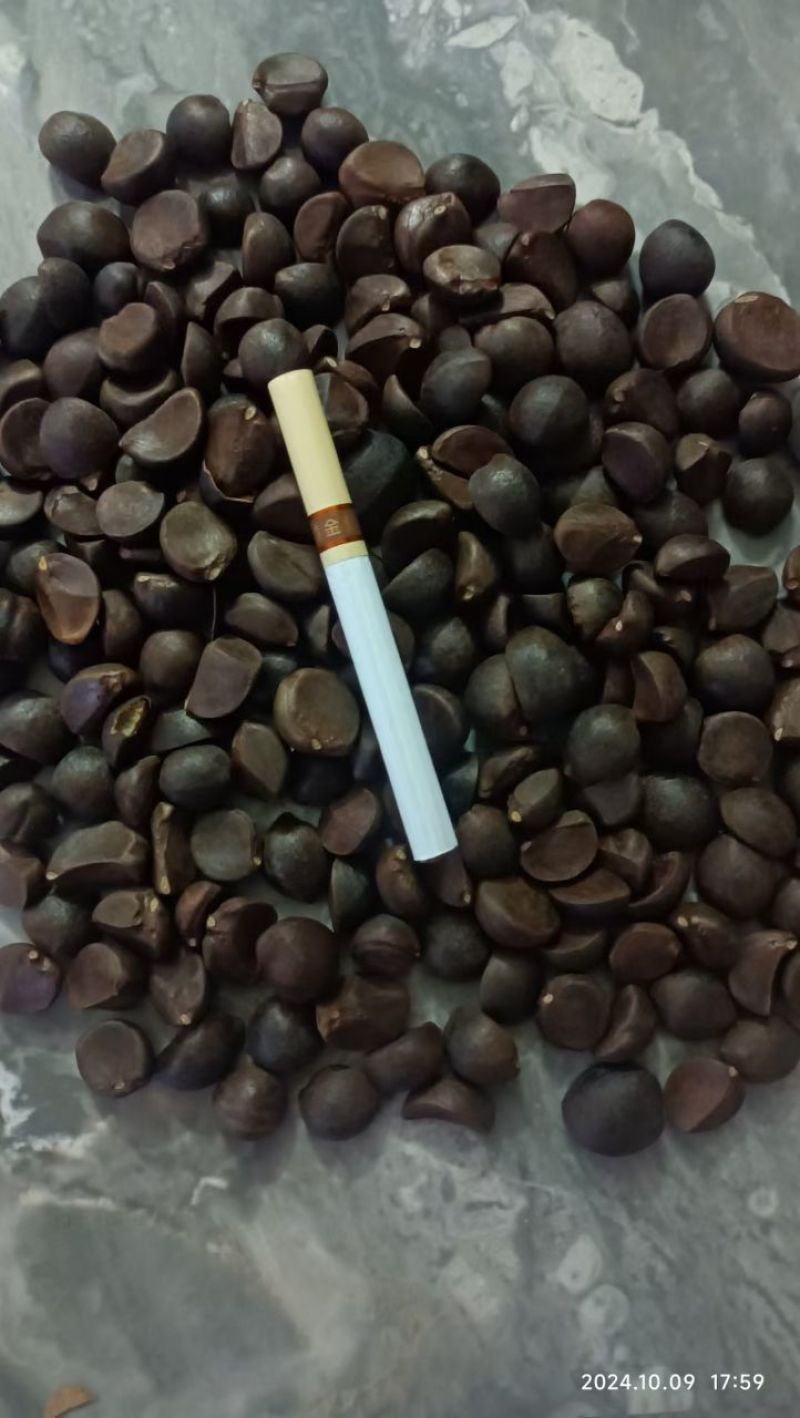 精品油茶籽