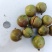 精品油茶籽