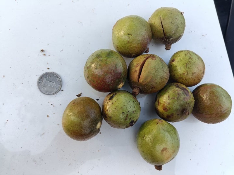 精品油茶籽
