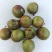 精品油茶籽
