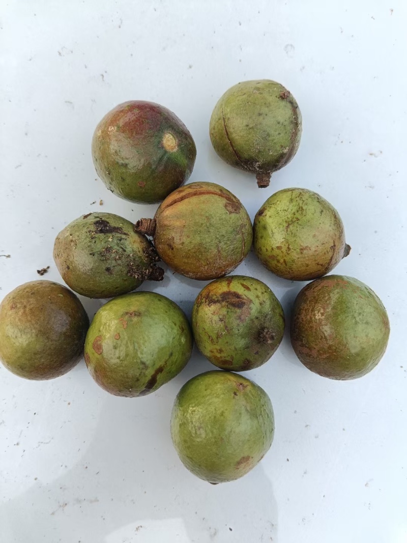 精品油茶籽
