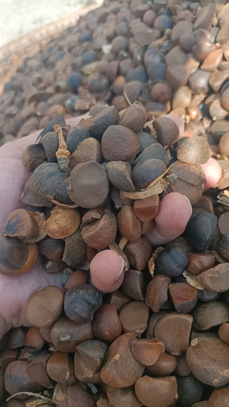 精品油茶籽