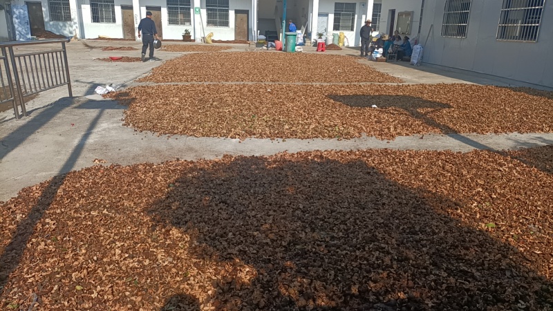 精品油茶籽
