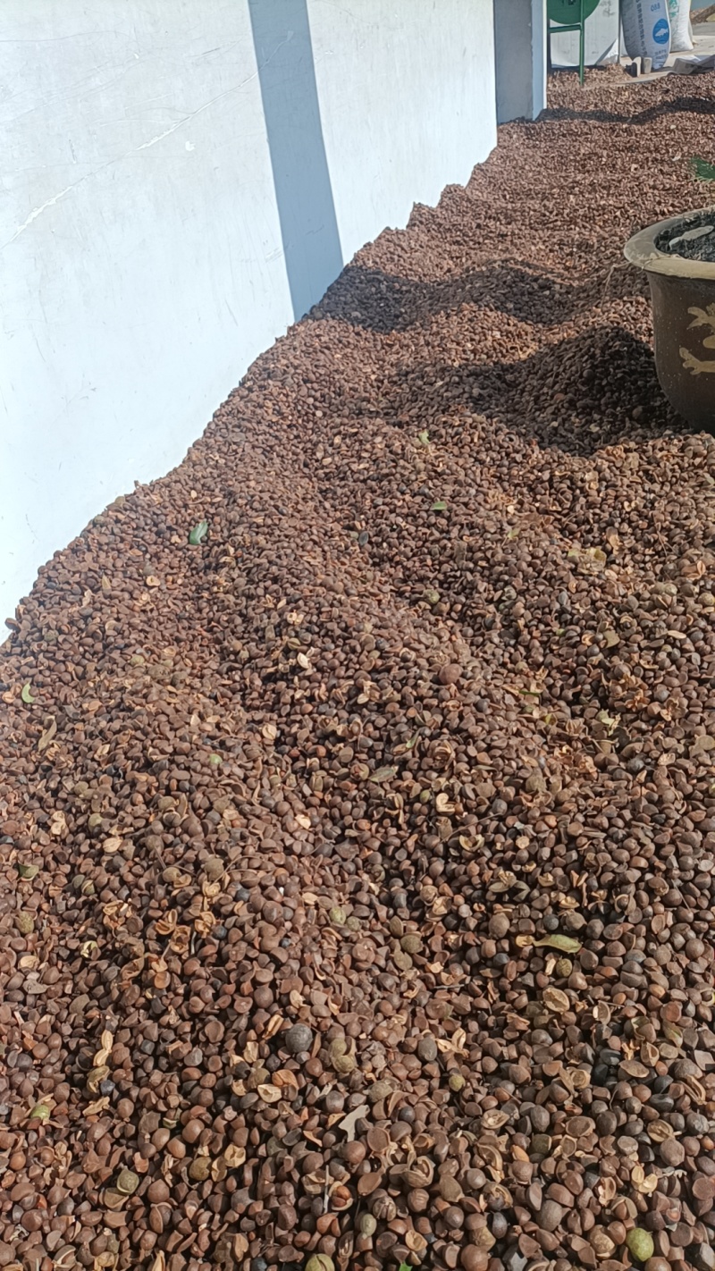 精品油茶籽
