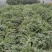 云南白马刺根