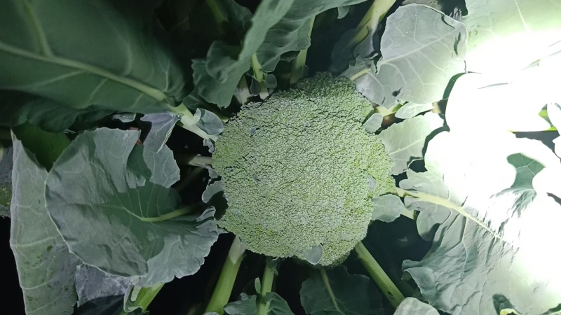 西兰花，价格合理，质量优良，产地供应，欢迎咨询订购