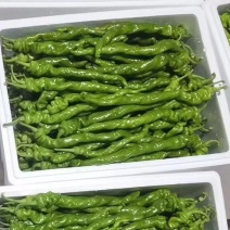 螺丝椒，大量有货，产地直发