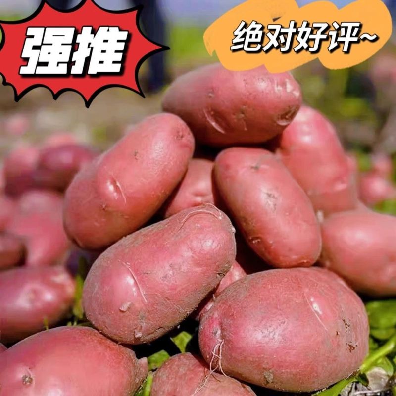 正宗火山红皮黄心土豆老品种洋芋新鲜蔬菜马铃薯整箱批发大个