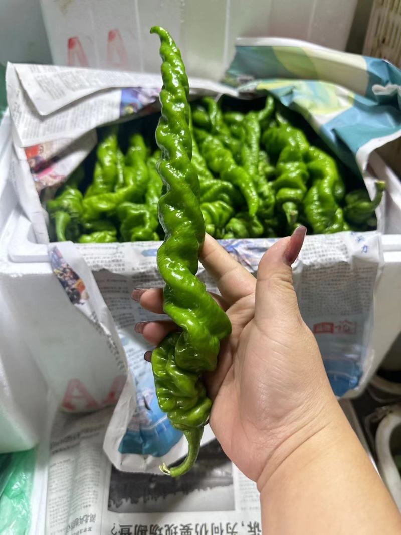 螺丝椒，大量有货，产地直发