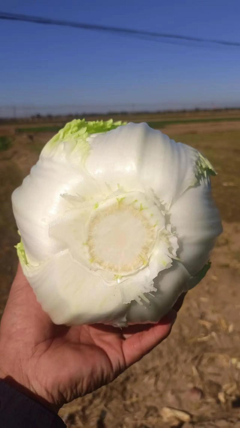 本地黄心白菜大量上市，产地直发，优质白菜，欢迎来电洽谈