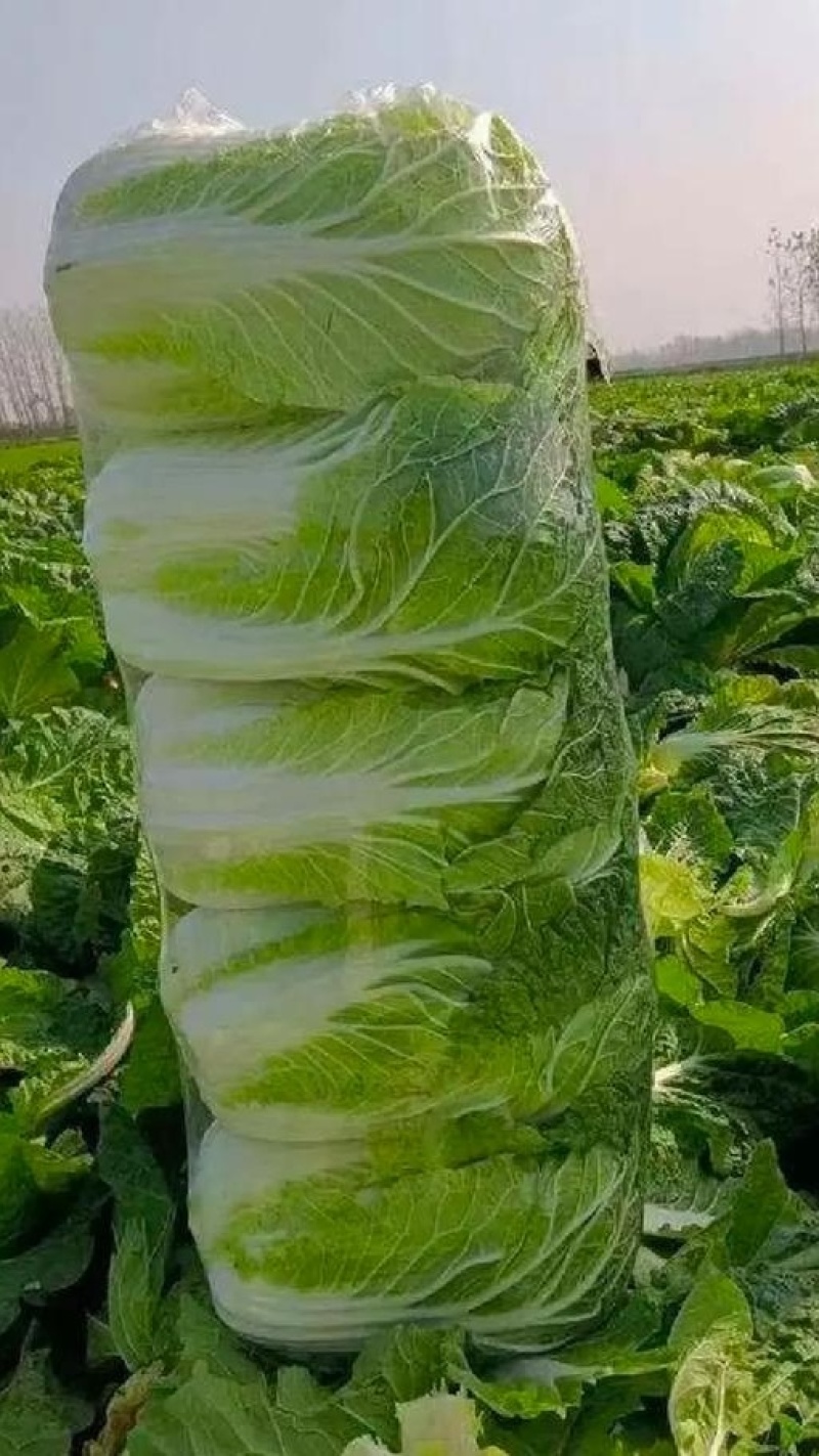 本地黄心白菜大量上市，产地直发，优质白菜，欢迎来电洽谈