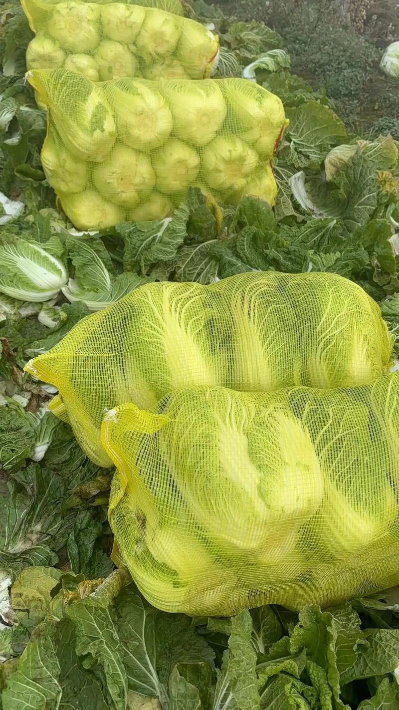 本地黄心白菜大量上市，产地直发，优质白菜，欢迎来电洽谈
