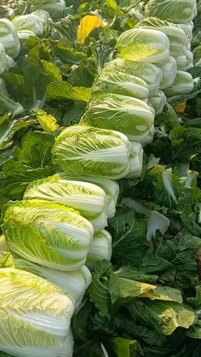 本地黄心白菜大量上市，产地直发，优质白菜，欢迎来电洽谈
