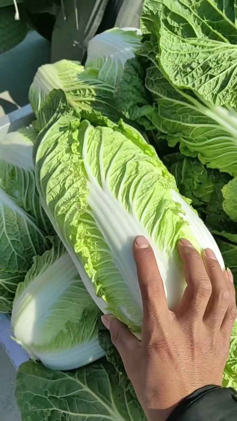 本地黄心白菜大量上市，产地直发，优质白菜，欢迎来电洽谈