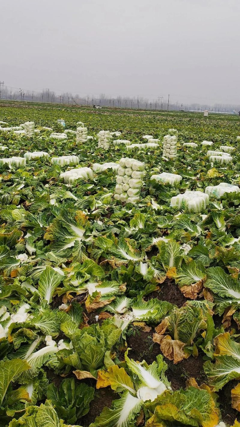 本地黄心白菜大量上市，产地直发，优质白菜，欢迎来电洽谈