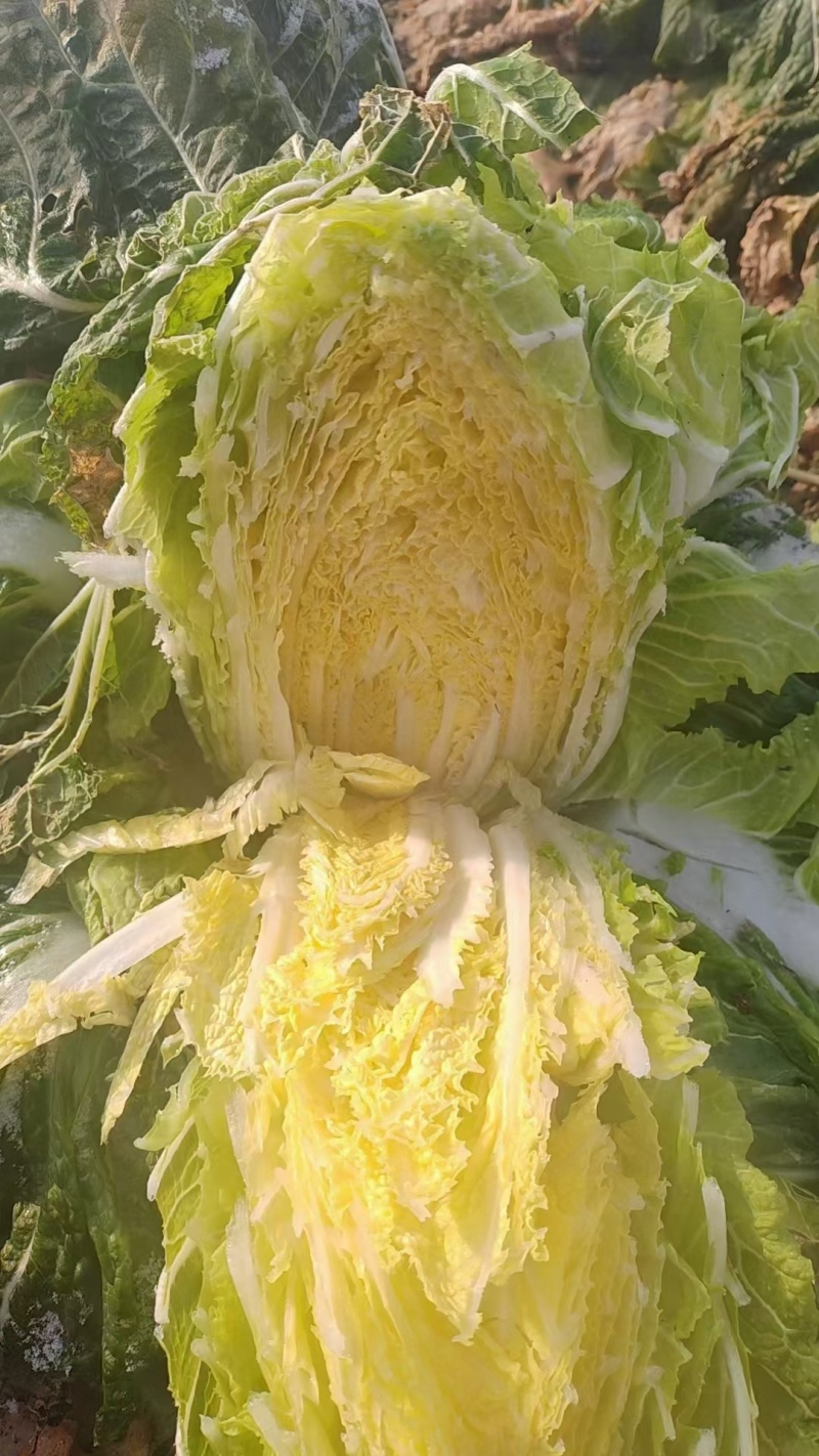 本地黄心白菜大量上市，产地直发，优质白菜，欢迎来电洽谈