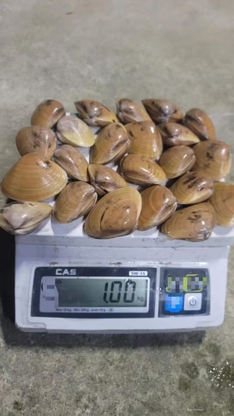 黄蚬子黄皮蛤无沙黄蚬子