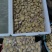 黄蚬子黄皮蛤无沙黄蚬子