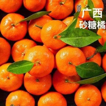 正宗广西砂糖橘长期大量有货，欢迎电联看货，可放心长期合作