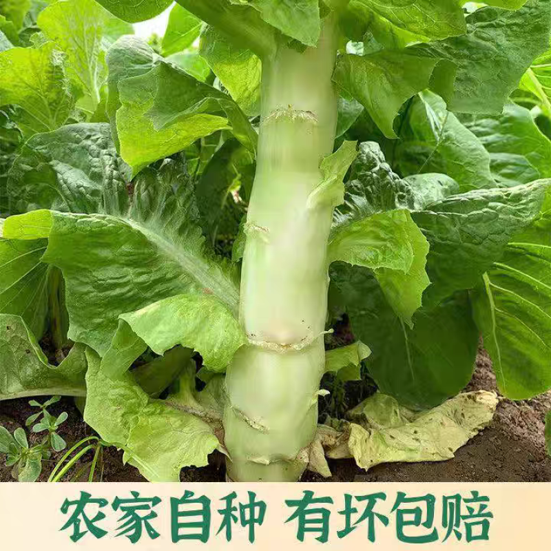 【推荐】莴苣红尖莴笋基地发货全国发货量大从优