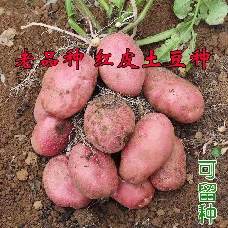 正宗红皮雪川红土豆种高产早熟原种洋芋种红皮黄心一件代发
