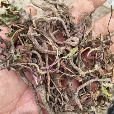 蒲公英根多年生长含量高整条发货自然晒干新货味浓蒲公英根