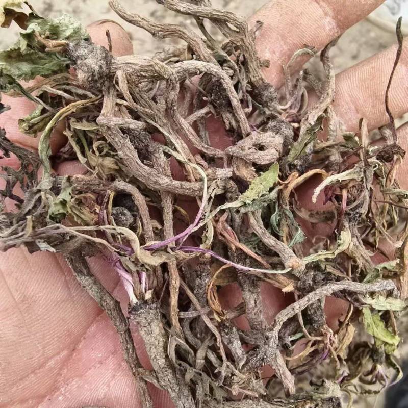 蒲公英根多年生长含量高整条发货自然晒干新货味浓蒲公英根