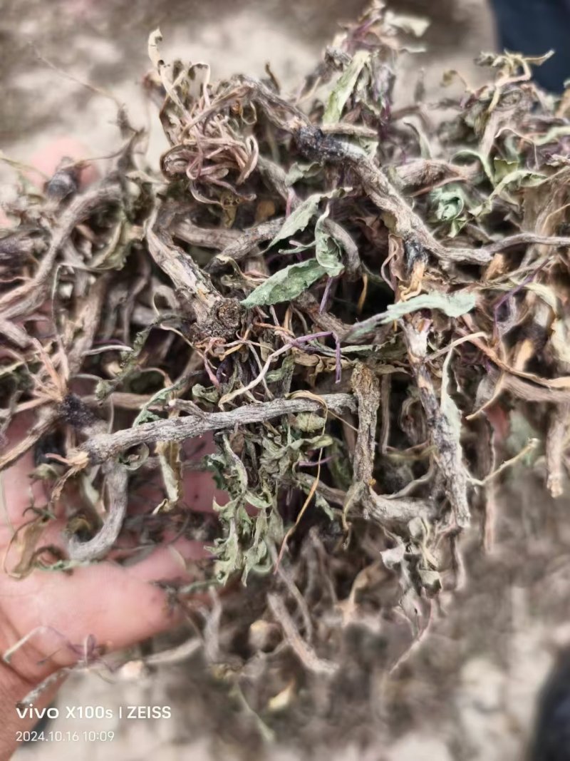蒲公英根多年生长含量高整条发货自然晒干新货味浓蒲公英根