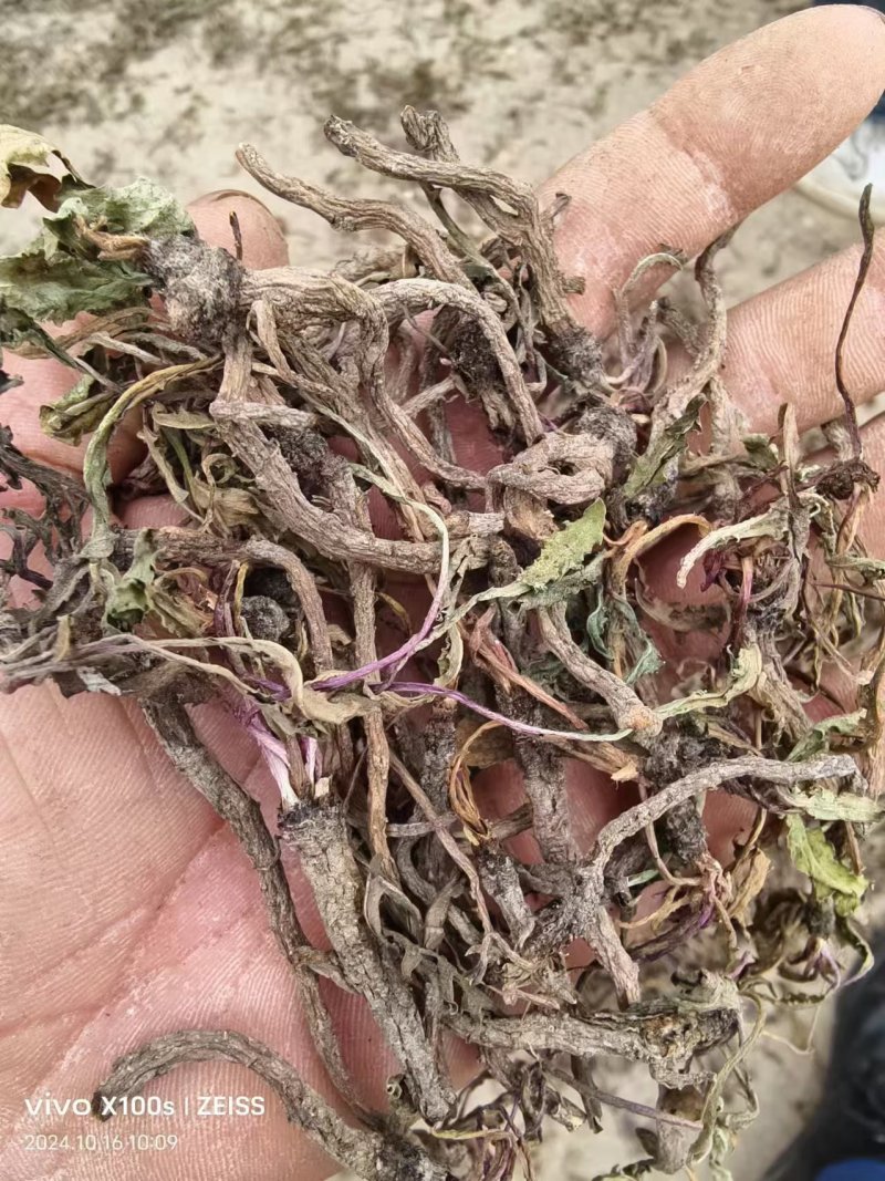 蒲公英根多年生长含量高整条发货自然晒干新货味浓蒲公英根