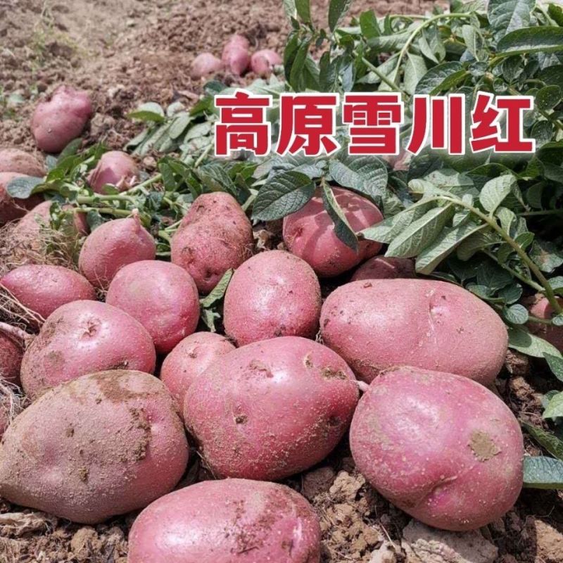 正宗红皮雪川红土豆种高产早熟原种洋芋种红皮黄心一件代发