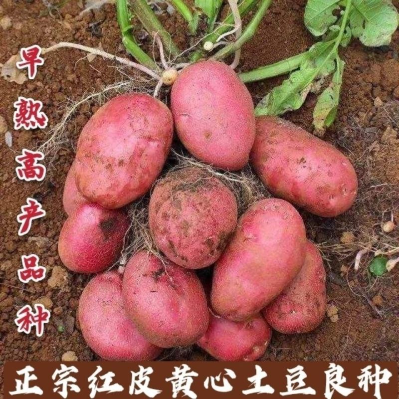 正宗红皮雪川红土豆种高产早熟原种洋芋种红皮黄心一件代发