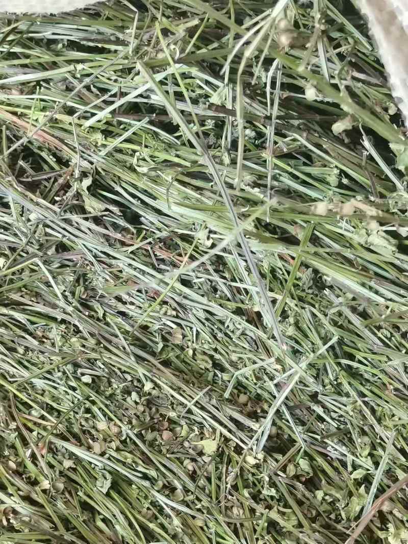 半枝莲全棵带根2025新货无硫自然晒干产地现货发货全国