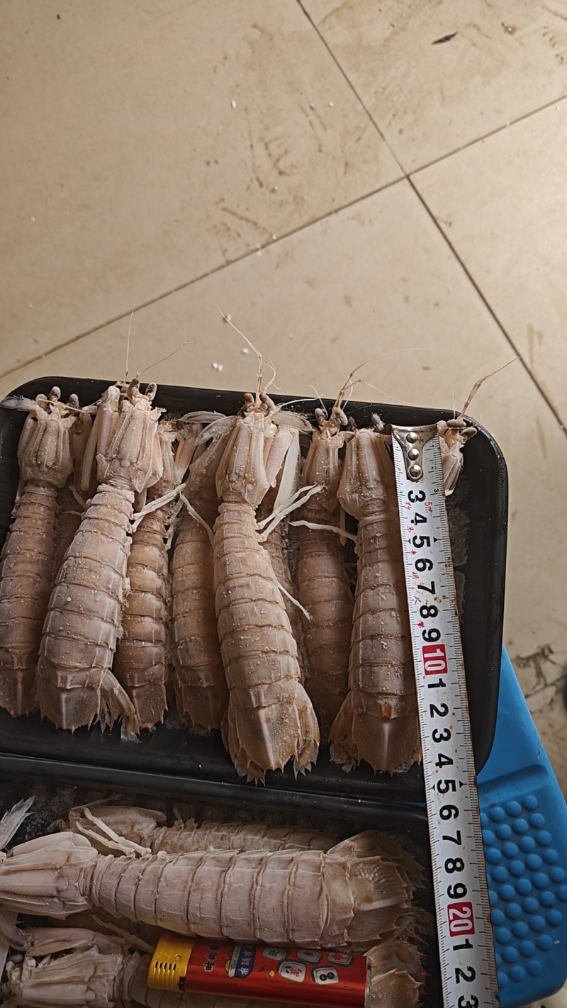 网红皮皮虾，个个都是满肉的