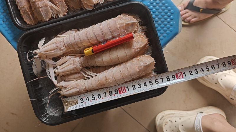网红皮皮虾，个个都是满肉的