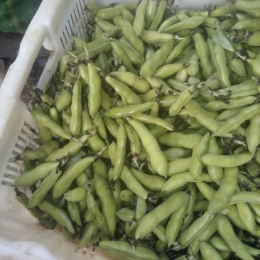 蚕豆对接商超批发市场价格合理，有需要的联系我们