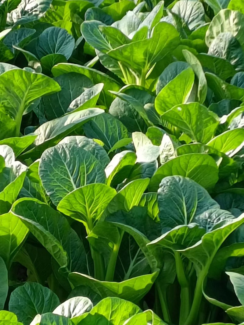 广东菜心,种植基地全国发货欢迎来电咨询