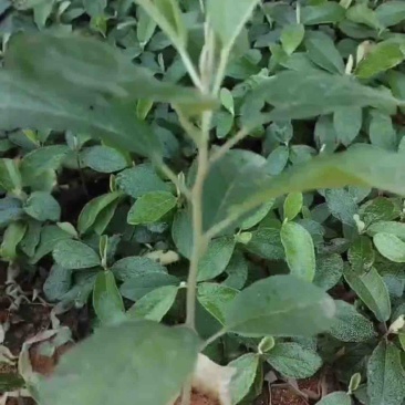 山芝麻树种苗