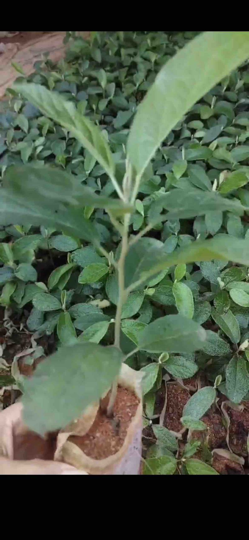 山芝麻树种苗