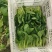 广东菜心,种植基地全国发货欢迎来电咨询