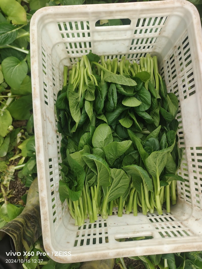 广东菜心,种植基地全国发货欢迎来电咨询