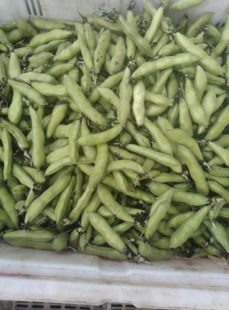 蚕豆对接商超批发市场价格合理，有需要的联系我们