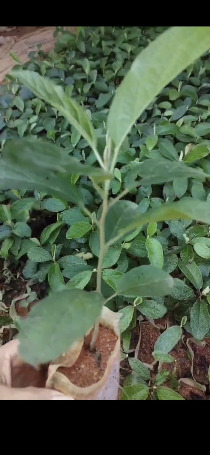 山芝麻树种苗