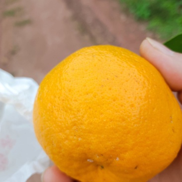 甜甜甜的耙耙柑，对得上版的老板，直接平台电话联系